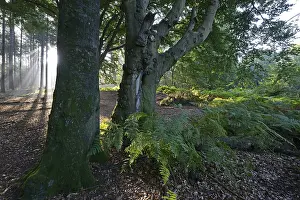 Sun rays in a forest, Beech (Fagus sylvatica)