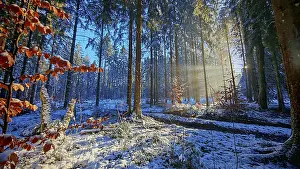 Sun rays penetrate a colorful, snow-covered forest