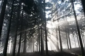 Sun rays penetrating the morning mist in a forest