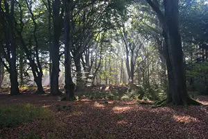 Sun rays shining through trees in forest