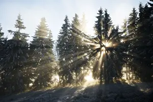 Sun rays in the spruce forest, winter