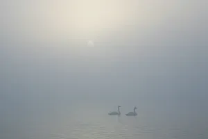 Sun rising over a pair of swans floating on the mist covered Lake Laugarvatn