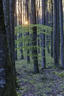 The sun sets behind tall trees in the forest and bathes the forest in an atmospheric light