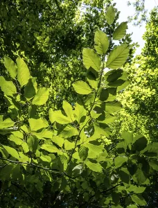 Sun shines through beech leaves on the branch