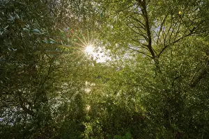 The sun shines through the dense trees of a forest and creates a peaceful atmosphere