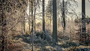 The sun shines through frosty trees in the forest and creates a peaceful atmosphere