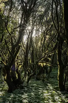 The sun shines into the laurel forest; portrait format; Garajonay National Park; La Gomera; Canary Islands; Spain