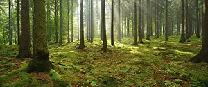 Sun shines through light spruce forest