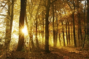 Sun shines through natural deciduous forest of oaks and beeches in autumn