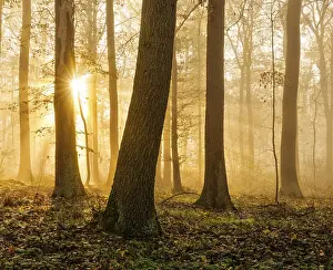 Sun shines through natural deciduous forest of oaks and beeches in autumn