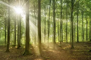 The sun shines through a near-natural beech forest (Fagus sp)