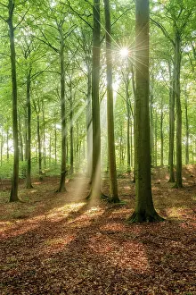 The sun shines through a near-natural beech forest (Fagus sp)