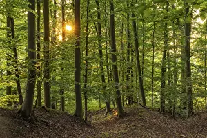 The sun shines in a picturesque beech forest on the Eichenberg near Blomberg