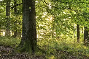 The sun shines between the trunks of beech trees into a forest with lush green foliage