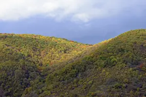 Sun shining on the autumnal deciduous forest of the Moselle heights