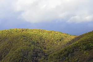 Sun shining on the autumnal deciduous forest of the Moselle heights