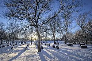 Sun shining through the branches of a tree in a snowy cemetery with many gravestones