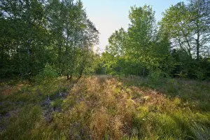 Sun shining on a clearing in the forest
