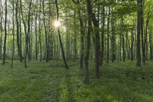 Sun shining through European beech (Fagus sylvatica)
