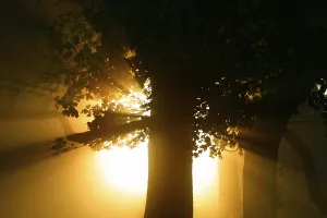 Sun shining through forest, Black Forest
