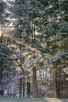 Sun shining through a hoar frost covered forest