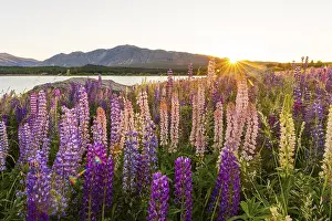Sun shining through purple Large-leaved lupines (Lupinus polyphyllus)
