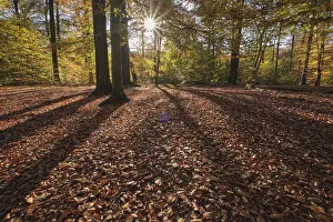 Sun shining through the trees, autumn forest with copper beeches (Fagus silvatica)
