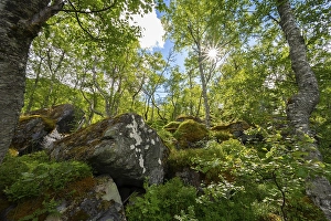 Sun shining through trees, forest