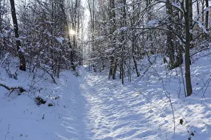 Category Forests Prints: Sun shining in the winter forest