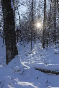 Sun shining in the winter forest