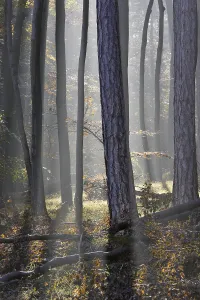 Sun is shinning into a beech forest with fog Lower Austria