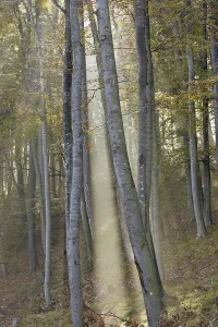 Sun is shinning into a beech forest with fog Lower Austria