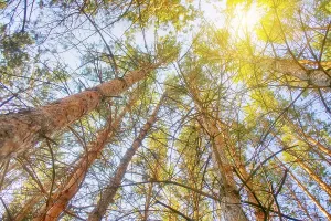 Top with the sun in the southern pine forest
