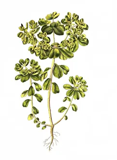 Sun spurge (Euphorbia helioscopia)