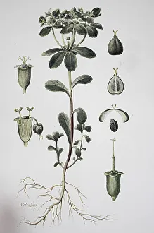 Sun spurge (Euphorbia helioscopia)