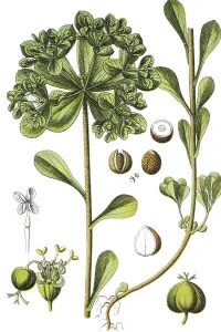Sun Spurge (Euphorbia helioscopia)