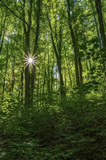 Sun star in a deciduous forest