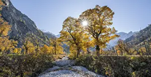 Sun star, Grosser Ahornboden in autumn