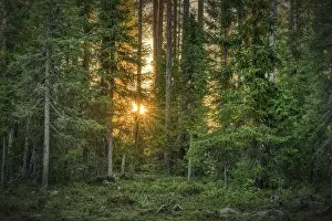 Sun star shining through trees