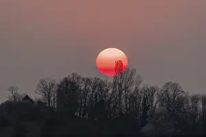 Sun, sunset, group of trees, forest