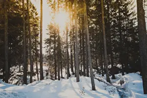 Sun in winter forest shines between the trees