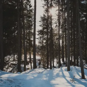 Sun in winter forest shines between the trees