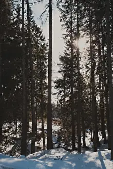 Sun in winter forest shines between the trees