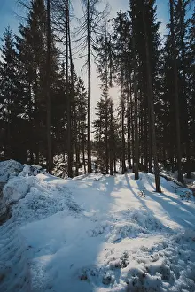 Sun in winter forest shines between the trees