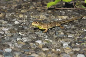 A sunbathing female sand lizard (Lacerta agilis) lying on a stony ground in a natural environment