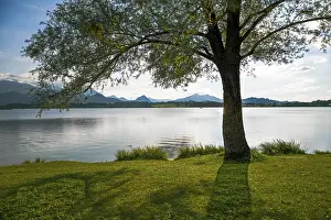 Sunbathing lawn at Lake Hopfensee with tree and the Allgaeu Alps in the background