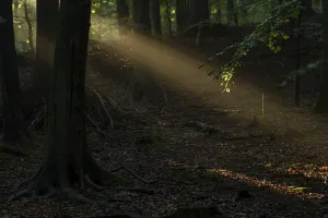 Sunbeam in the forest