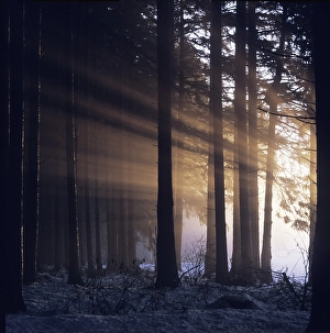 Sunbeam in misty spruce forest Germany