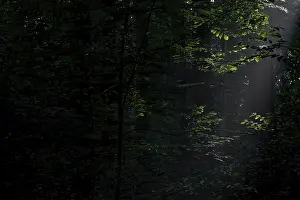 Sunbeam shining in a dense deciduous forest