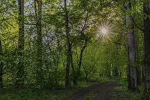 Sunbeams break through the trees onto a path in the green forest